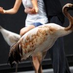 Les grues de Mandchourie, stars du Light Bird de Luc Petton